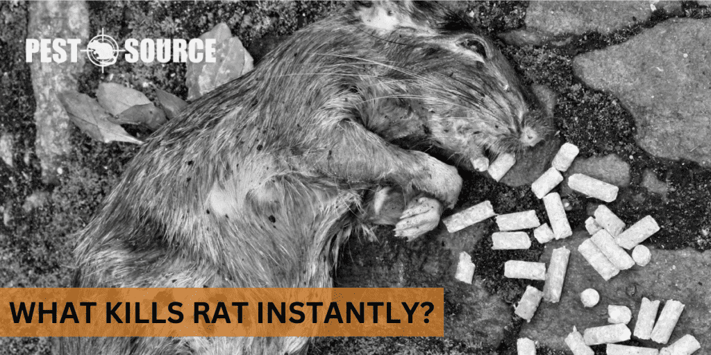 What Kills Rats Instantly? Pest Source