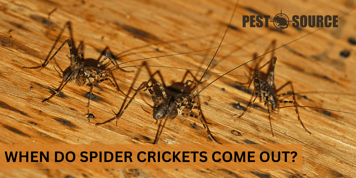 When Do Spider Crickets Come Out? Pest Source