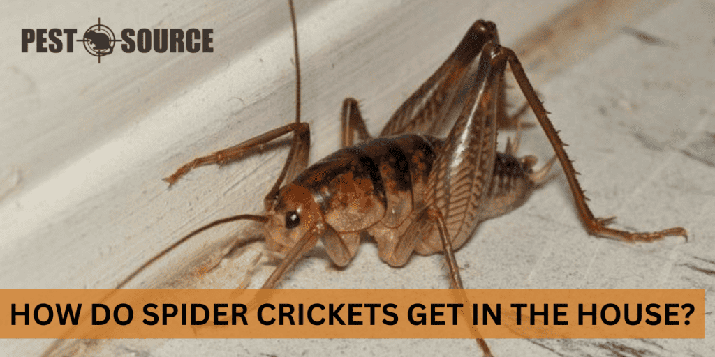 How Do Spider Crickets Get in the House? Pest Source