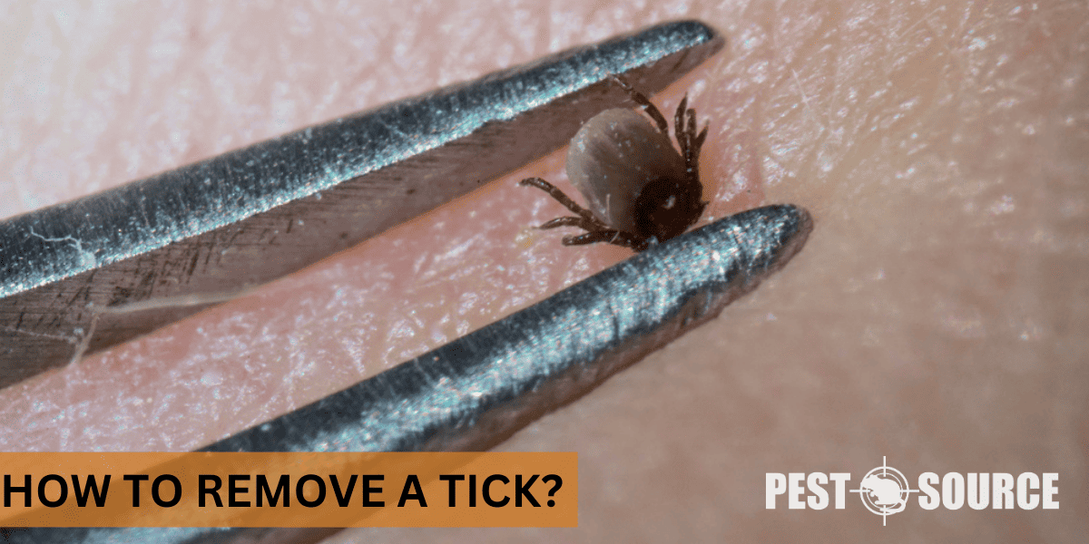 Tick Pest Source