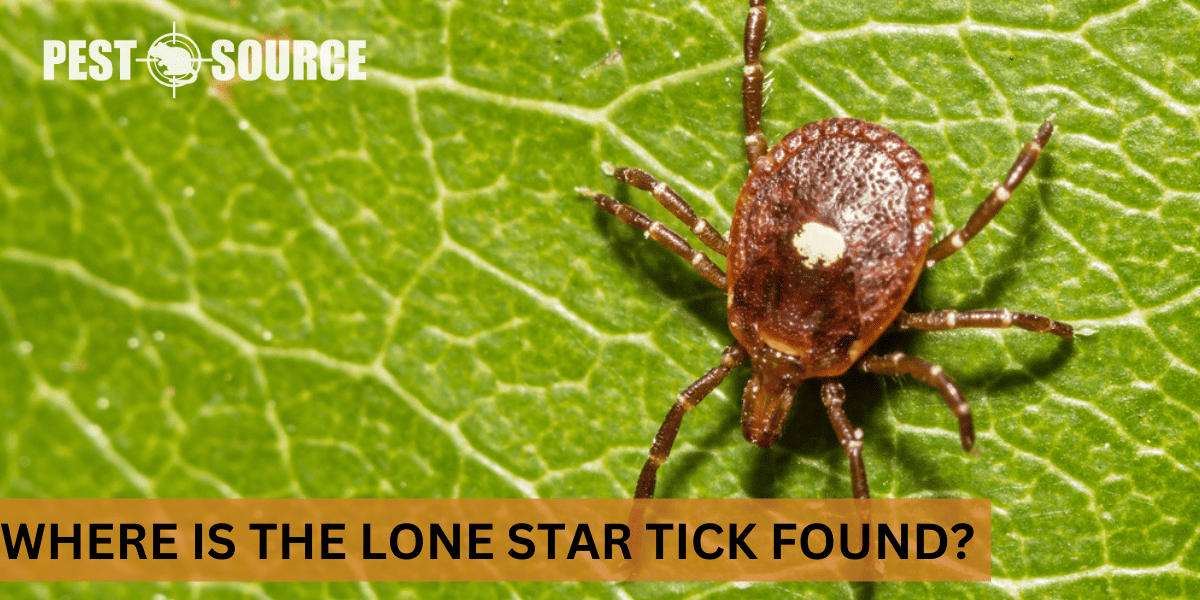 Where Is the Lone Star Tick Found? Pest Source