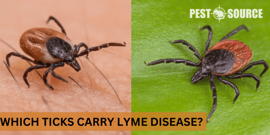 Which Ticks Carry Lyme Disease? Pest Source