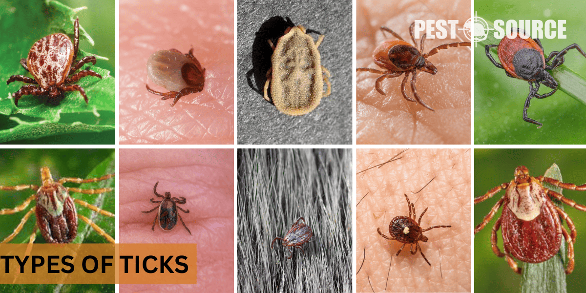 Tick Pest Source
