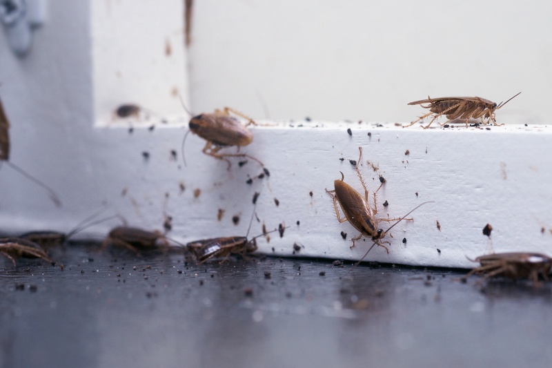Cockroach Control McKinney, TX Expert Roach Treatment