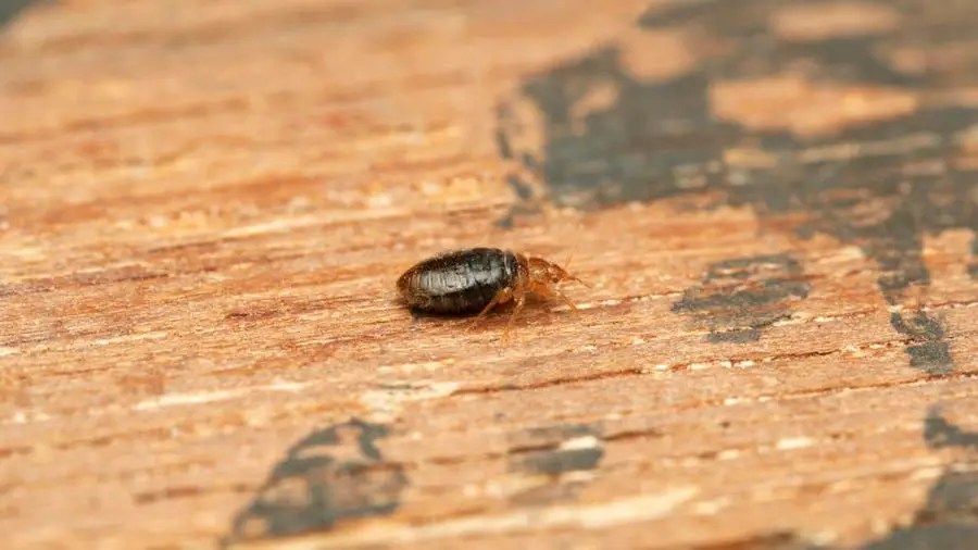 How Big Bed Bug Bites Are