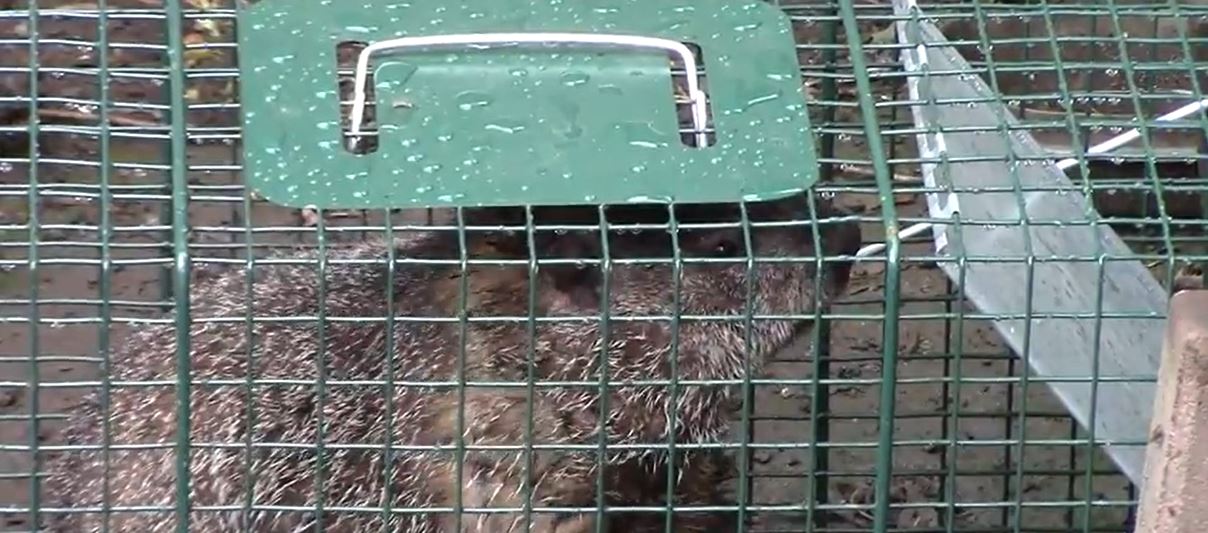 Groundhog Prevention Tips How To Keep Groundhogs Away