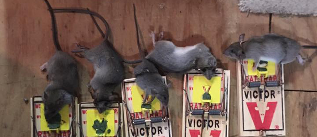 How To Get Rid Of House Mice