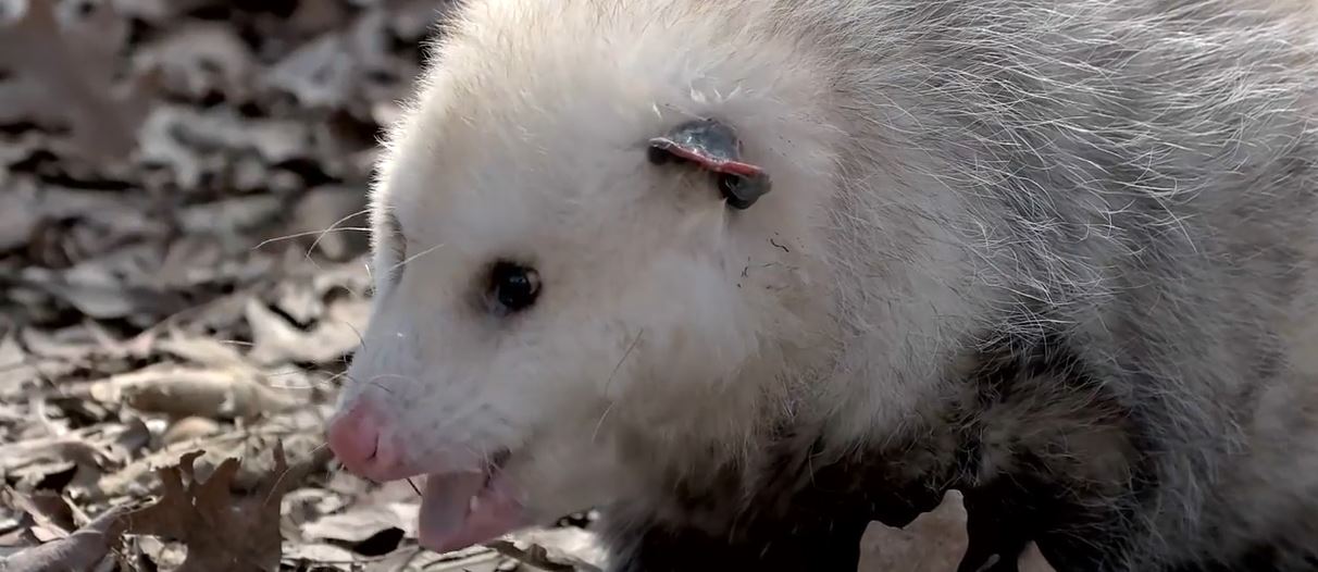 How To Get Rid Of Opossums