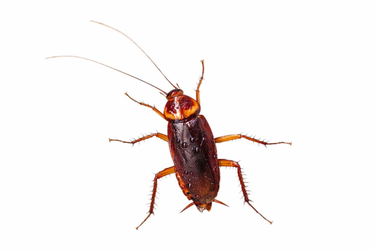 Why Do Cockroaches Stay In One Spot? Pest Wisdom
