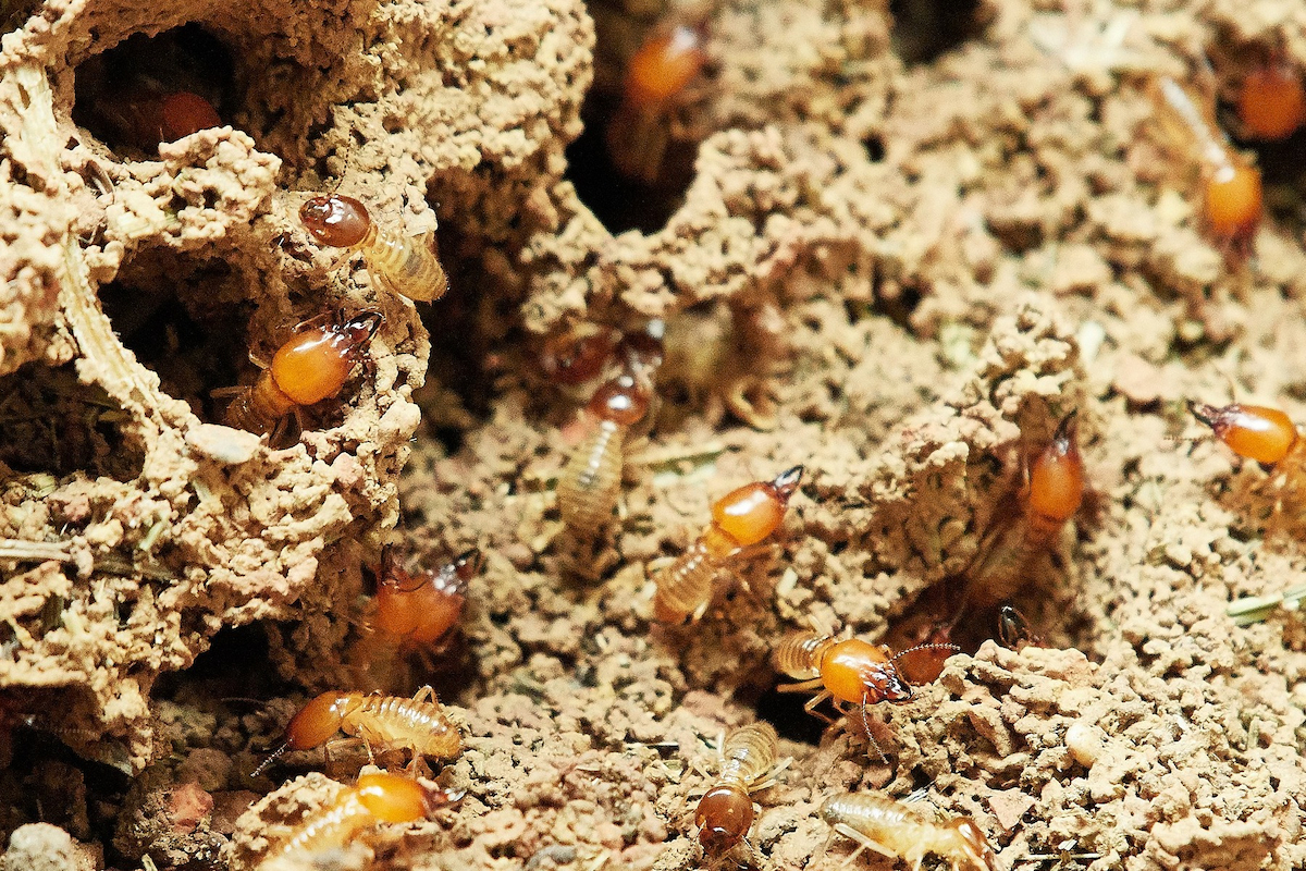 Can Termites Be Treated Without Tenting? Pest Wisdom