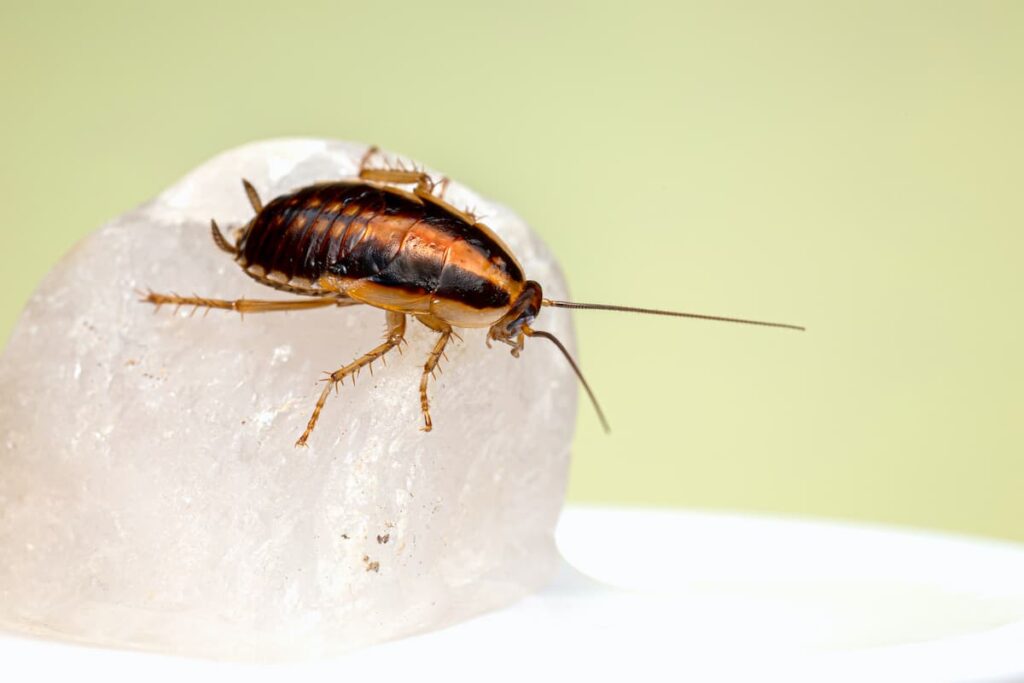 Are Bed Bugs Worse Than Cockroaches? Pest Wisdom