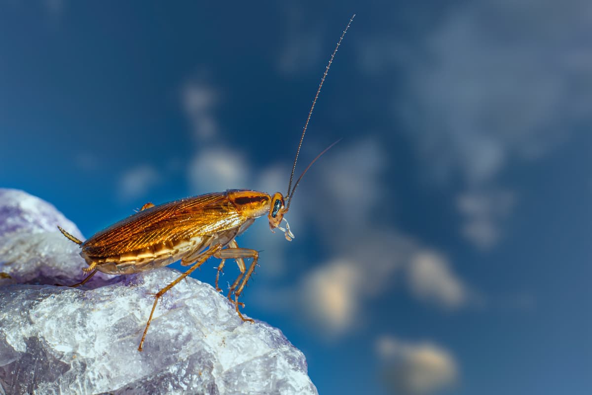 Where Do Cockroaches Go During the Day? Pest Wisdom