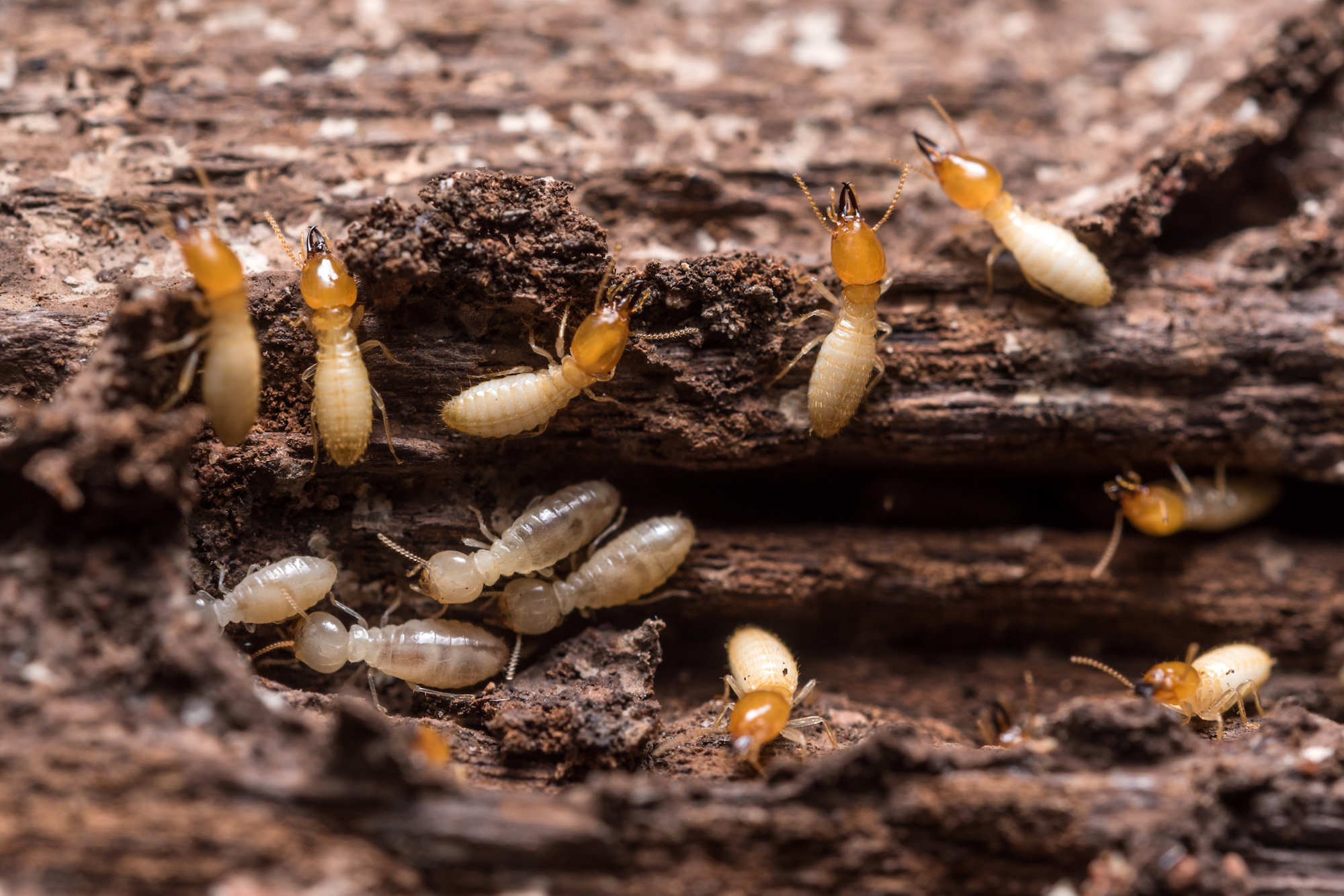 Termites PESTX