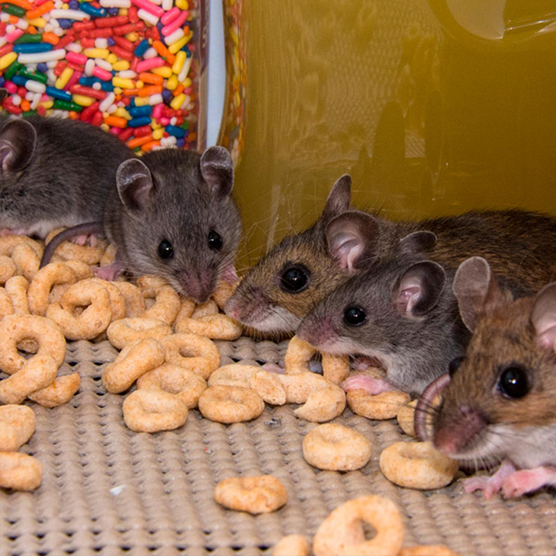 Licea's Pest Extermination