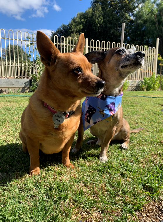 Testimonials Pet Express Animal Transport Reviews