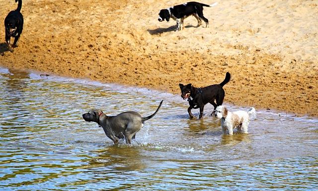 Dog Friendly Beach Curl Curl Lagoon Travelling with Pets Dog