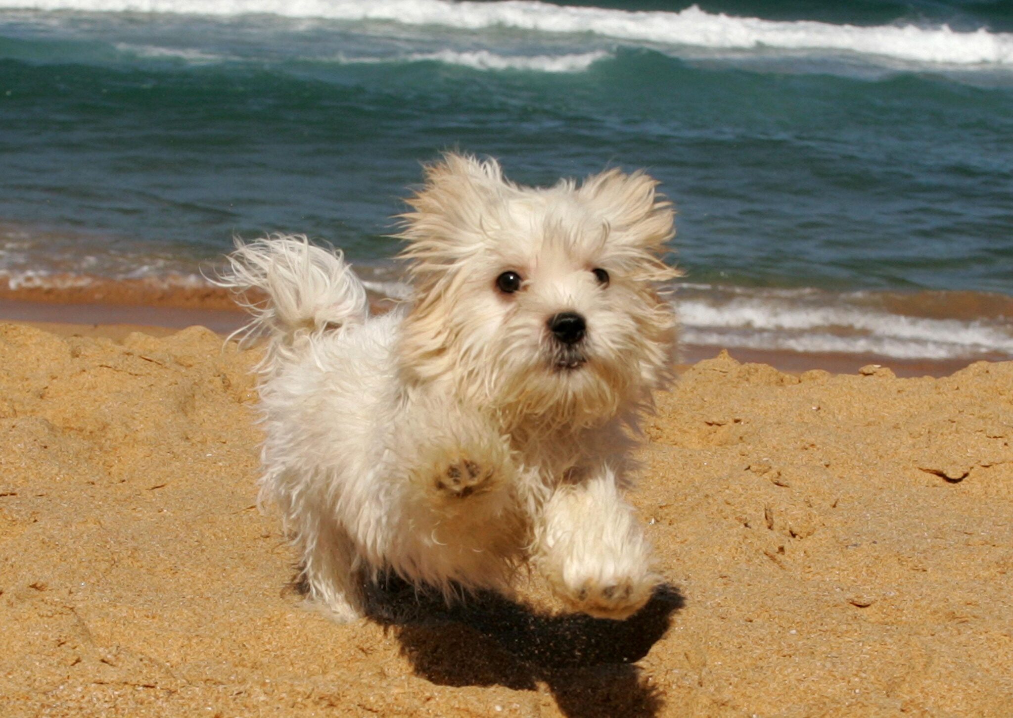 Queensland, PetFriendly