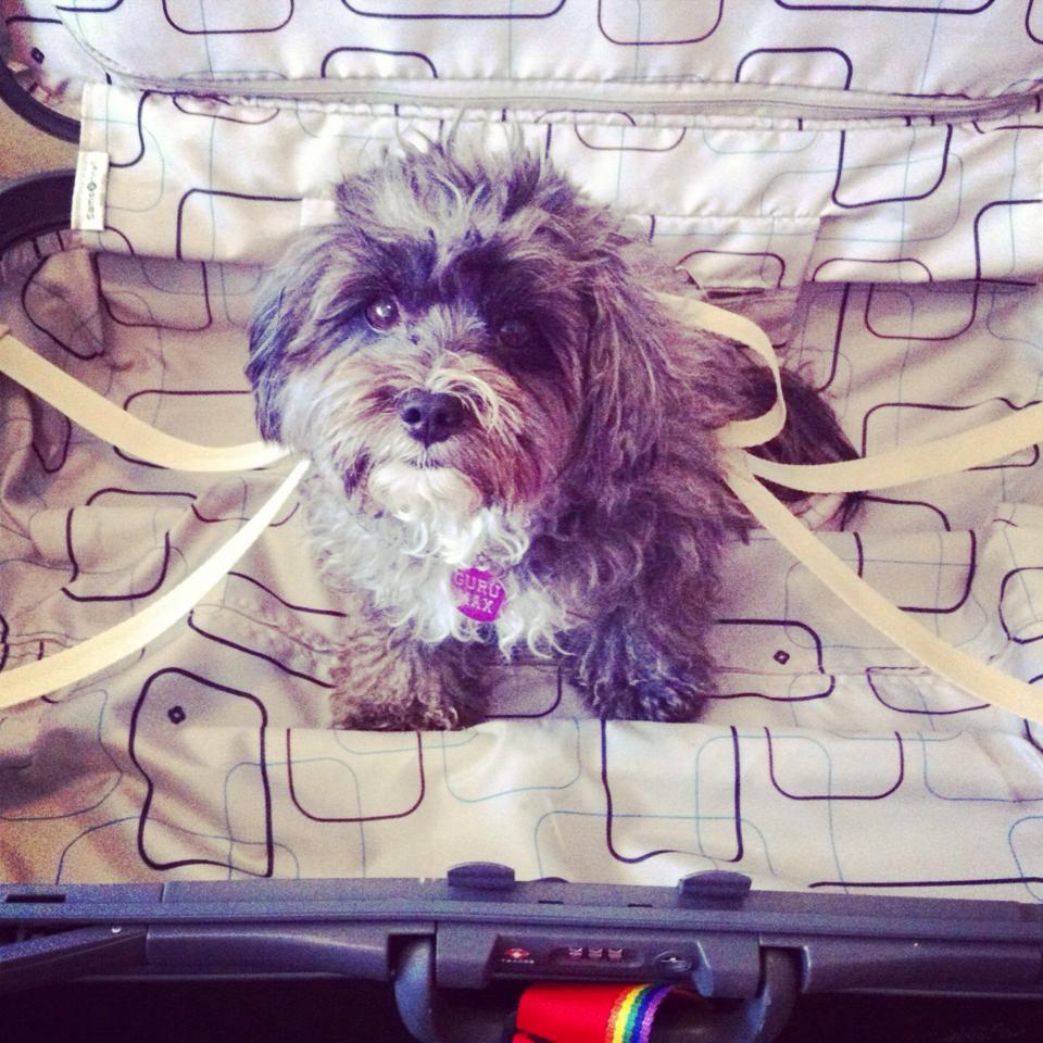 Driving from Brisbane to Melbourne with a pet.