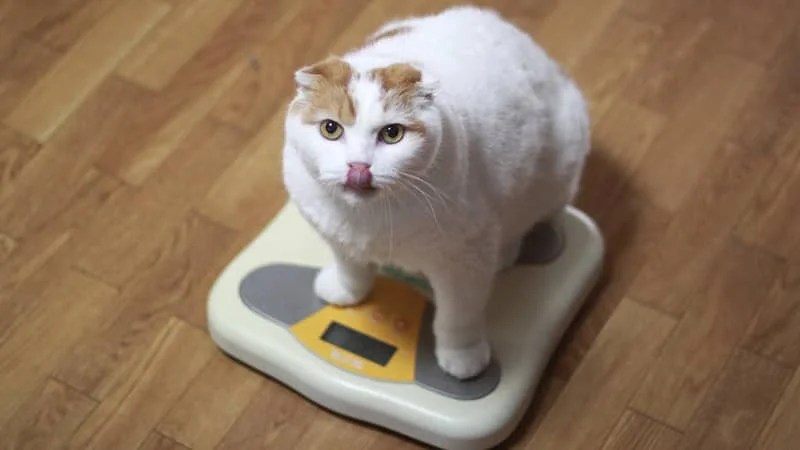 あなたがペットのダイエットをやめた理由は？ ペトハピ [Pet×Happy]