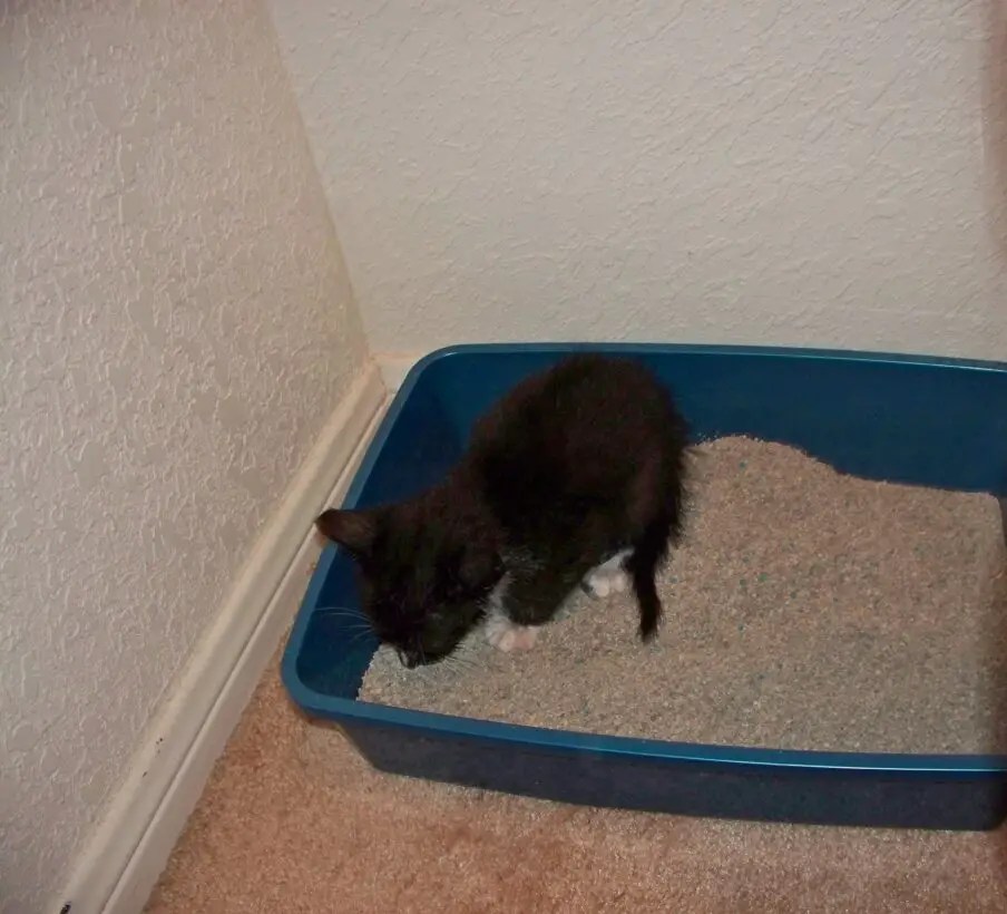 How Do I Get My 8WeekOld Kitten To Use The Litterbox?