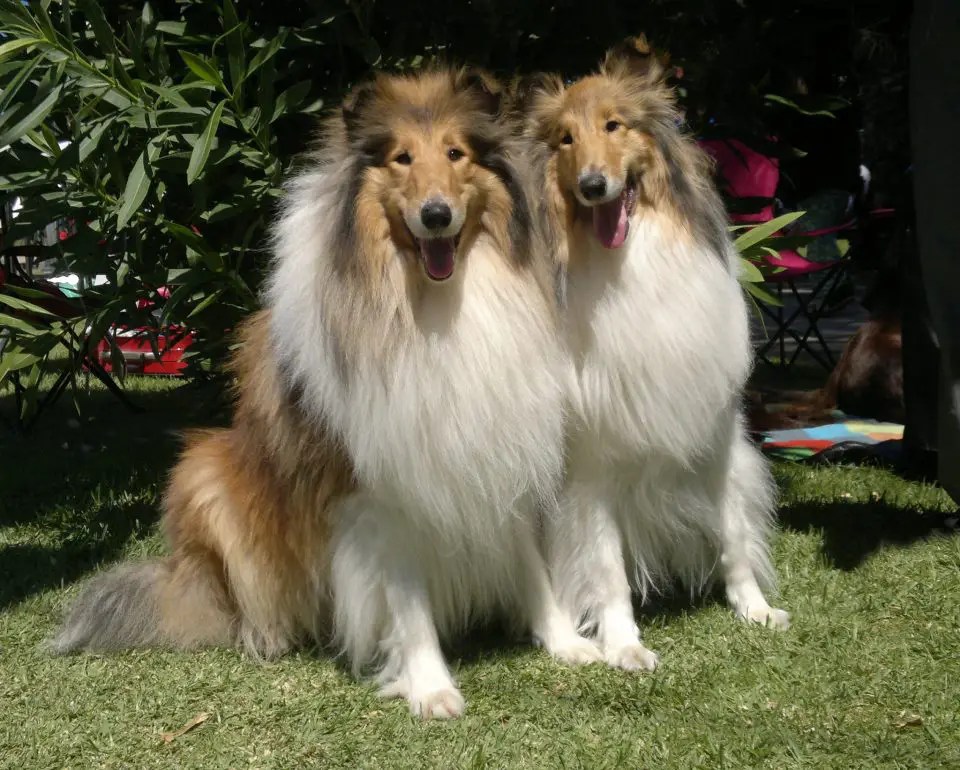 Is Rough Collie a Good Family Dog? (Answered!)