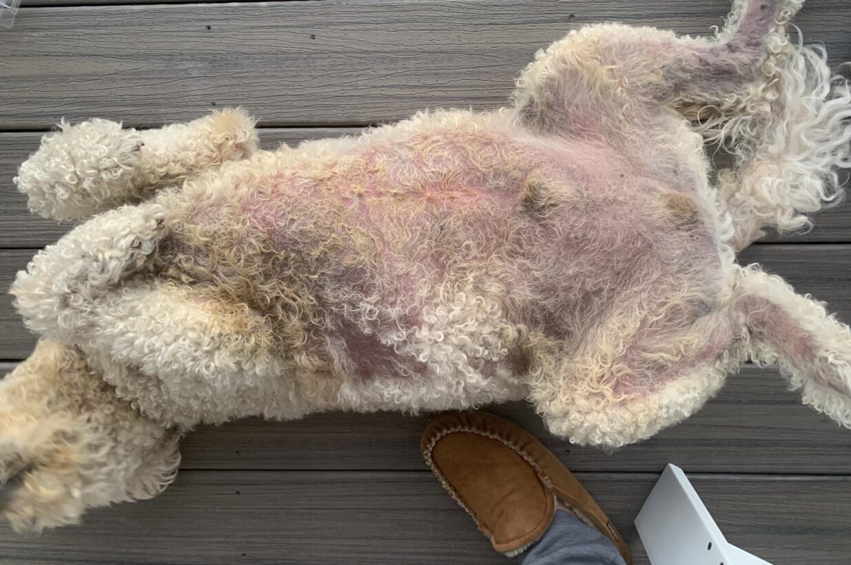 Why Does My Dog Keep Itching The Same Spot at Stevie Timmons blog
