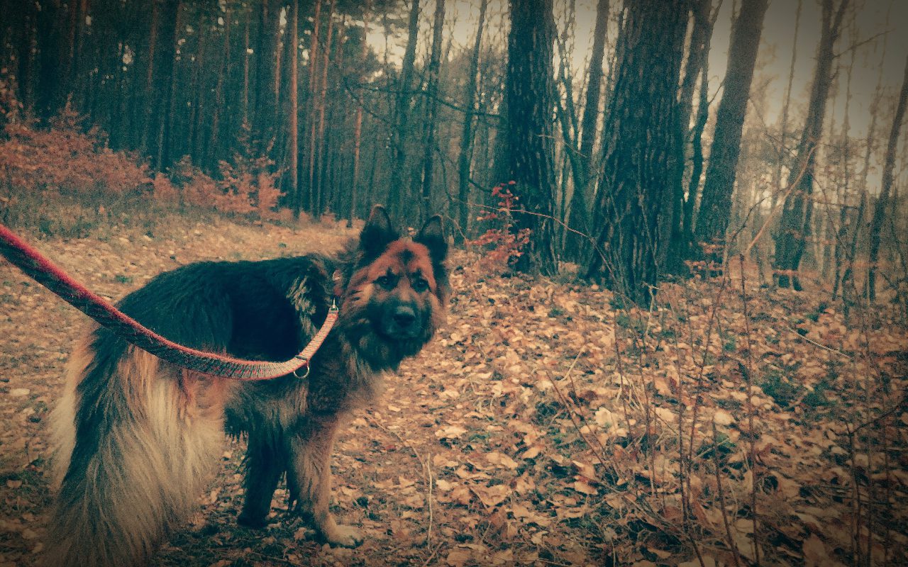 How Long Should I Quarantine My Dog if He Has Kennel Cough?
