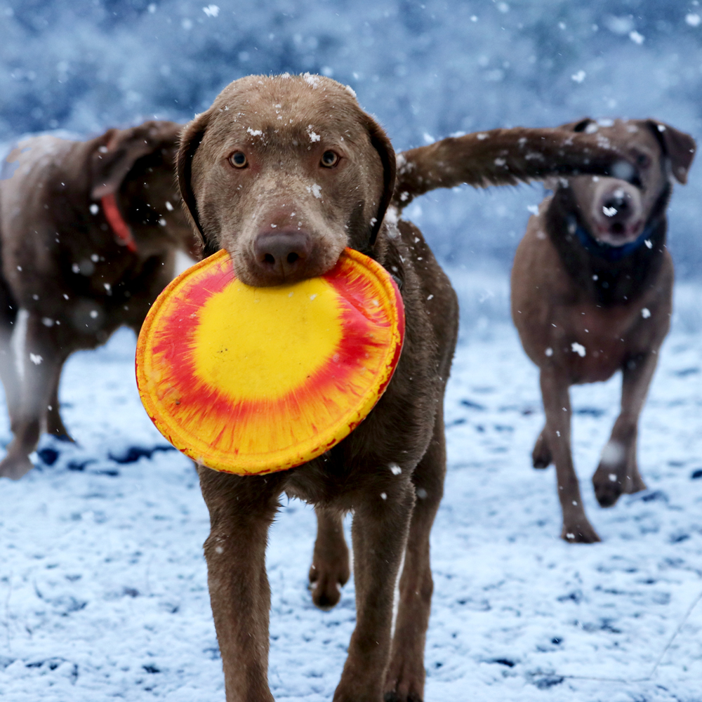 RUFF DAWG K9 Flyer Pet Insight