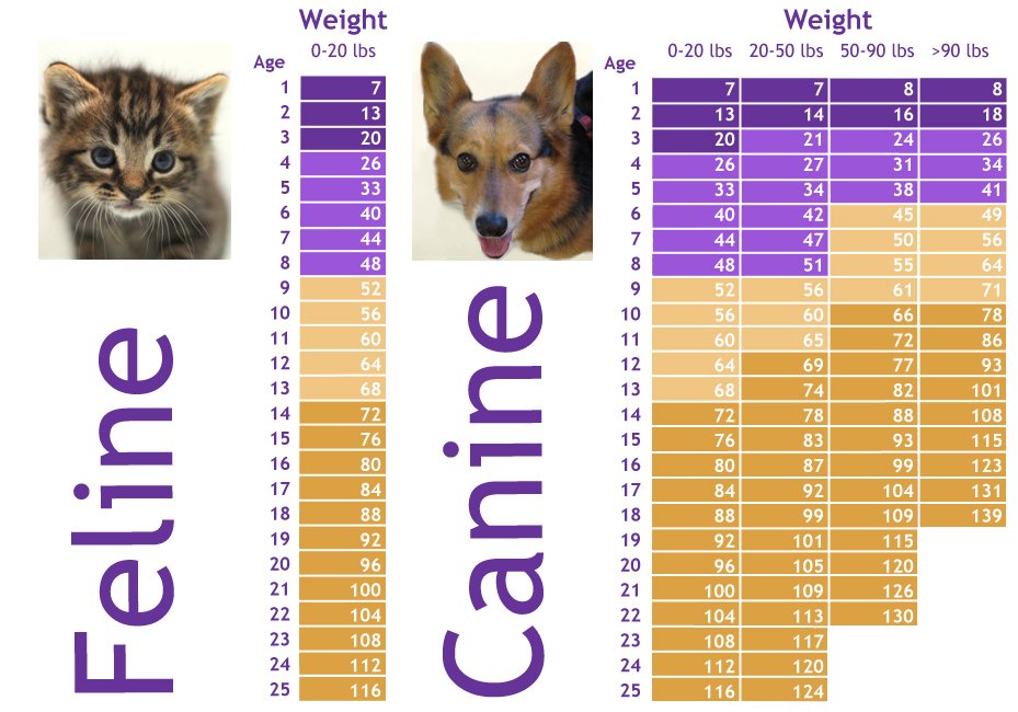 Age in Pets Beyond Dog Years‏ Pet Nanny