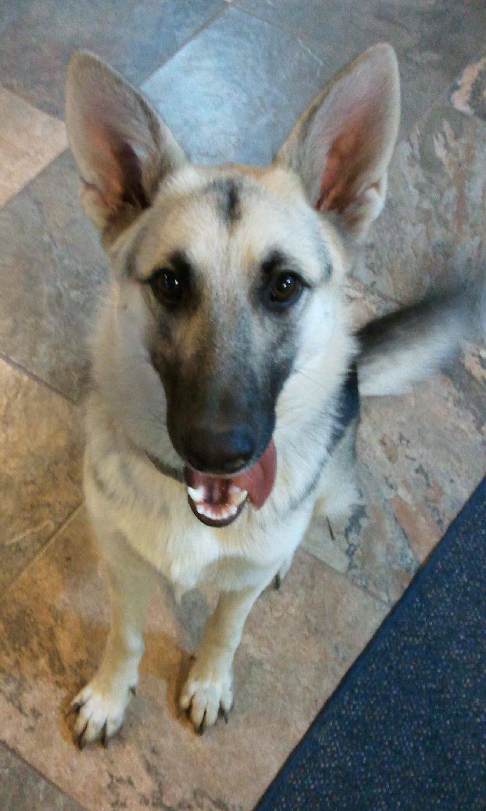 REHOMED Sensational Scout Sweet 2 Year Old German Shepherd Dallas TX