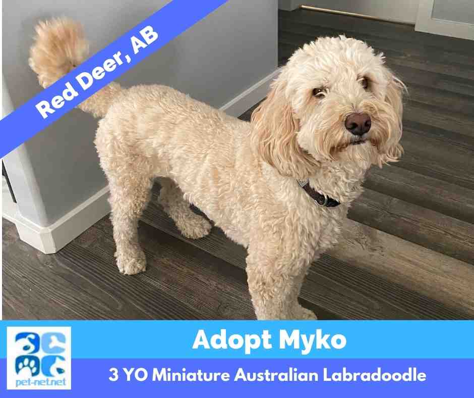 ADOPTED Miniature Australian Labradoodle in Red Deer Meet Amazing Myko