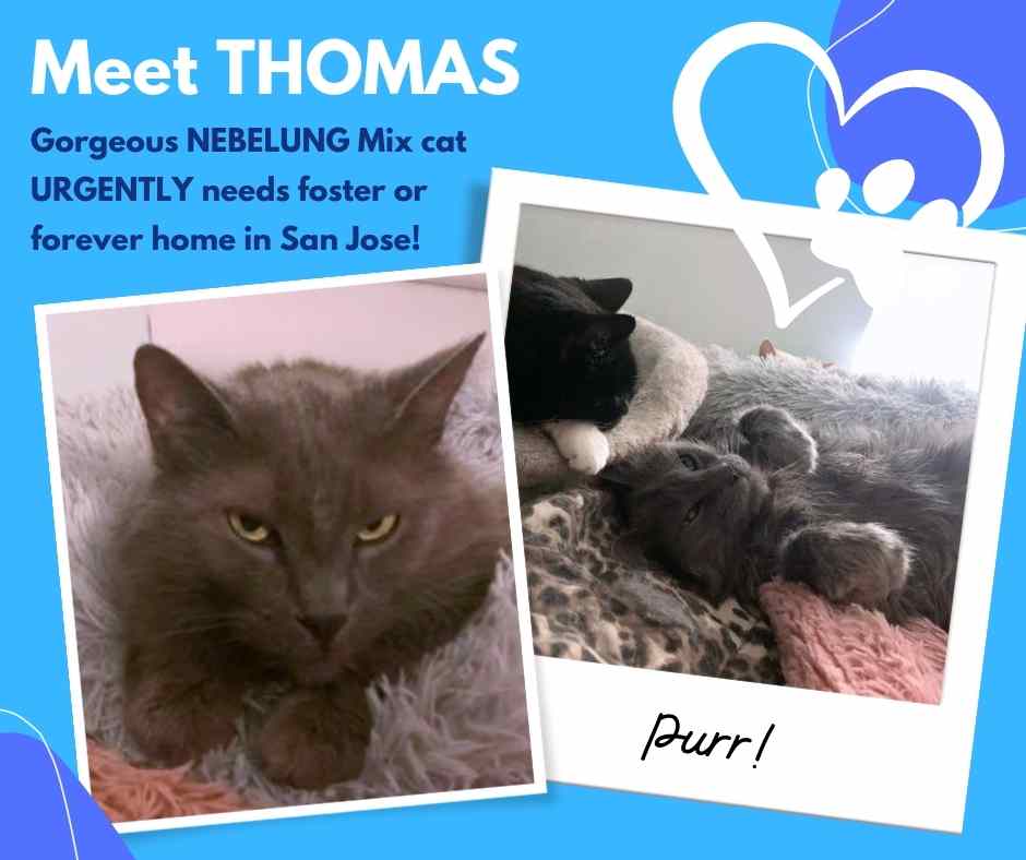 Nebelung Cats For Adoption Safe, Private Pet Adoptions By Owner
