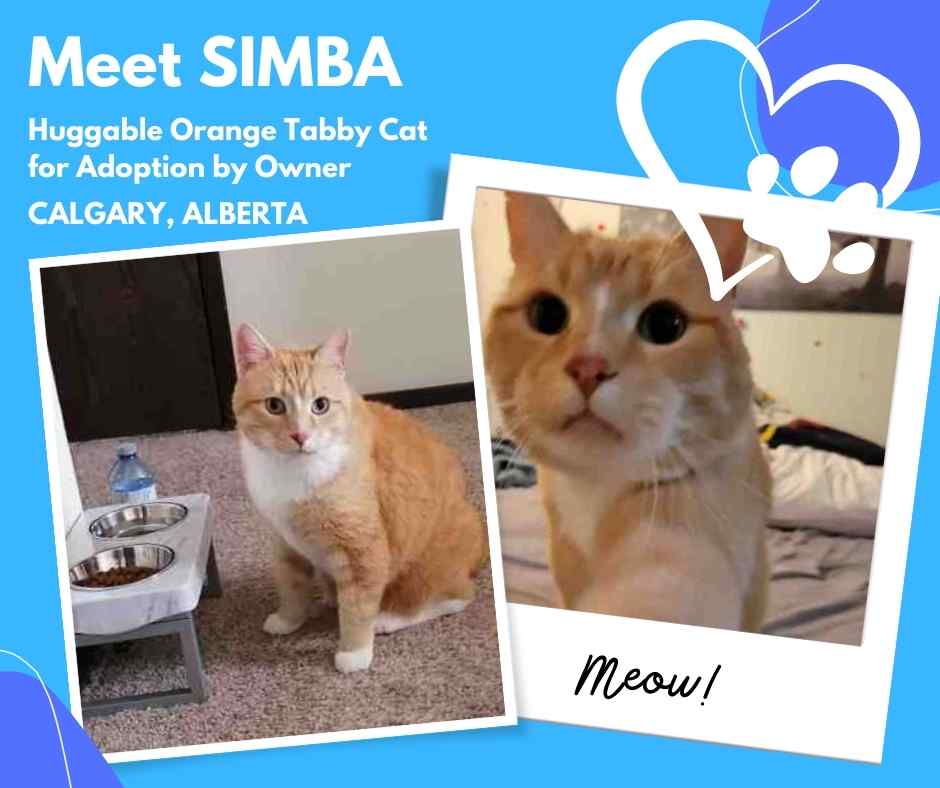 Orange Tabby Cat For Adoption in Calgary Alberta AB Meet Sweet Simba