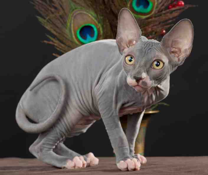 Sphynx Cats For Adoption Near You Safe, Private Pet Adoptions By Owner