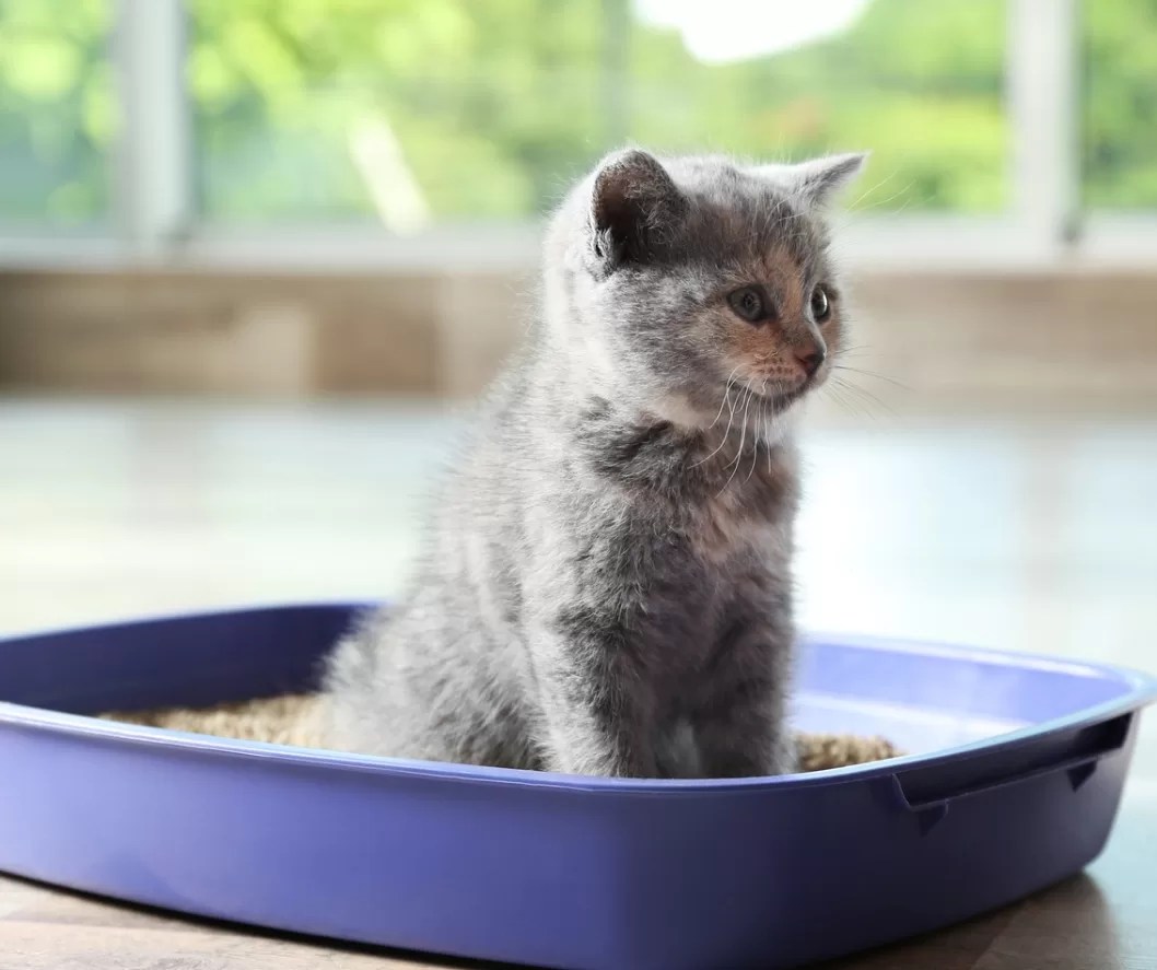 Kitten Litter Brands, Types, Boxes and Accessory Pet