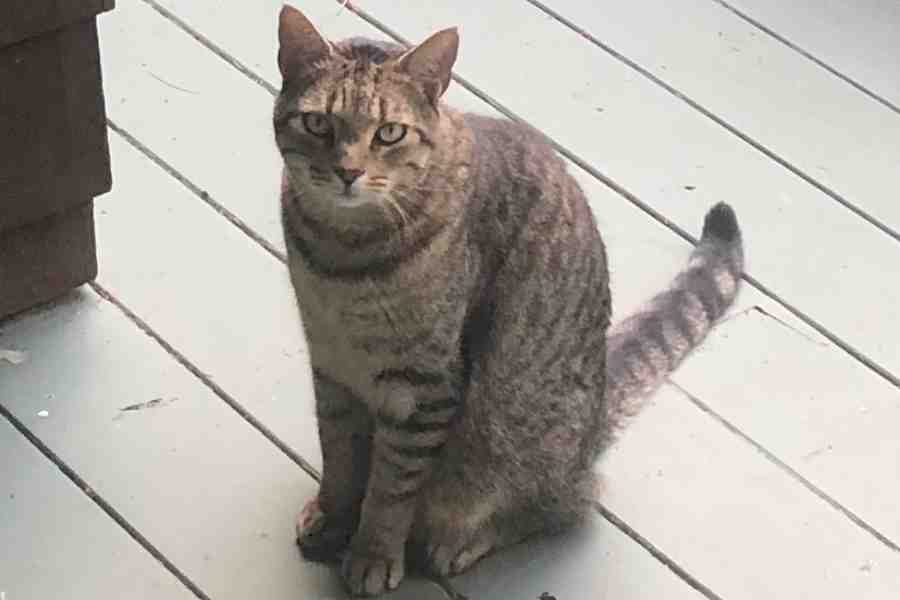 Adopt Scupper Brown Tabby Cat for Adoption in Newington, NH