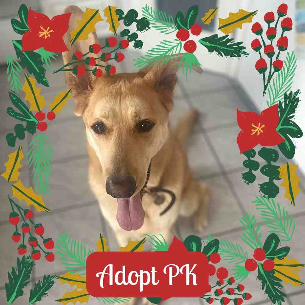 Yellow Labrador Retriever German Shepherd Mix Dog For Adoption in