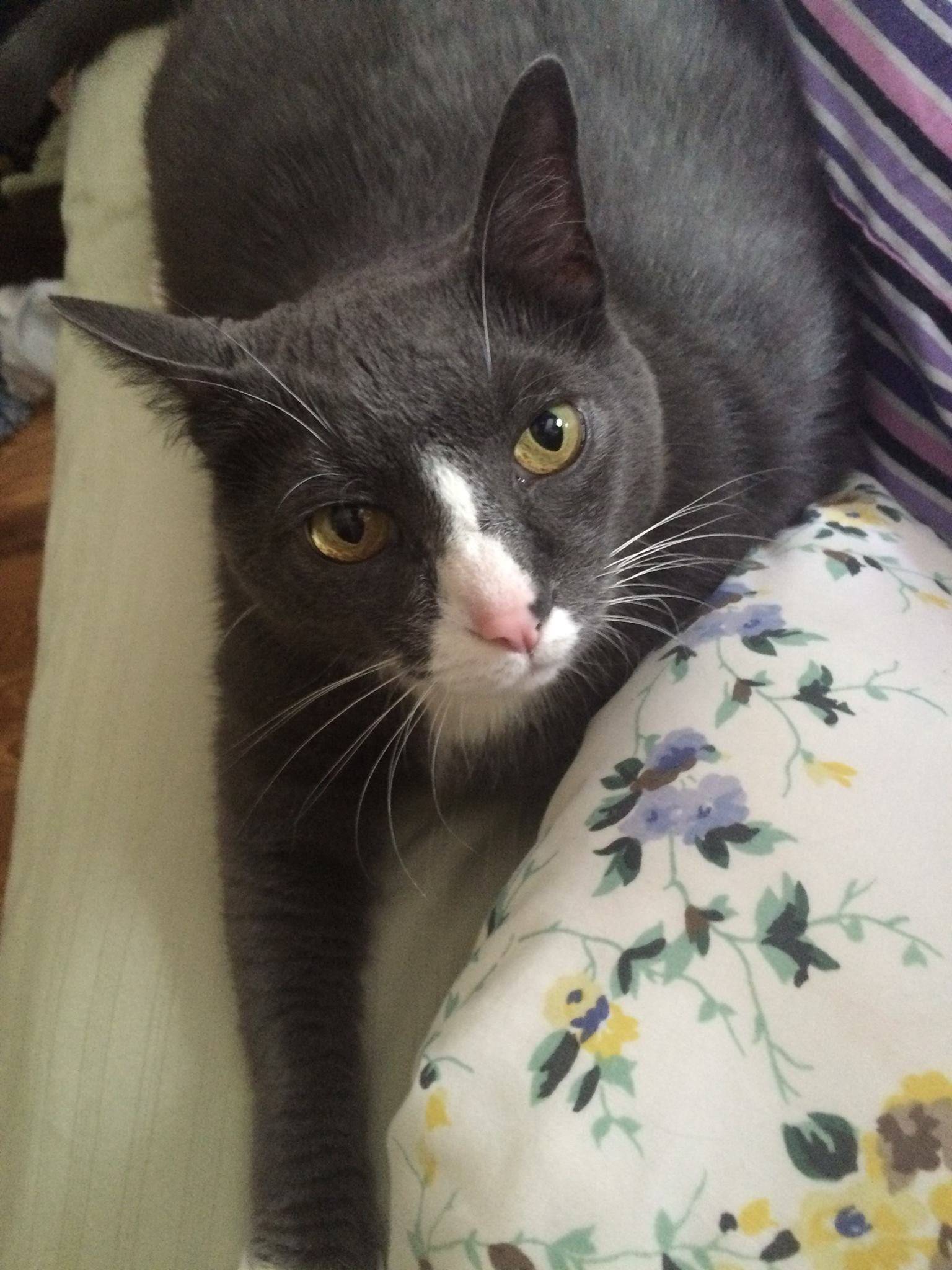 Grey Tabby Cat For Adoption to Loving Home in Atlanta GA or Cleveland OH Adopt Castle