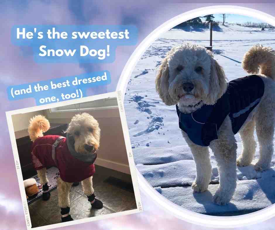 ADOPTED Miniature Australian Labradoodle in Red Deer Meet Amazing Myko