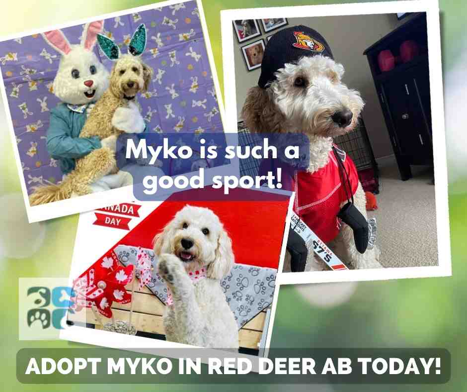 ADOPTED Miniature Australian Labradoodle in Red Deer Meet Amazing Myko