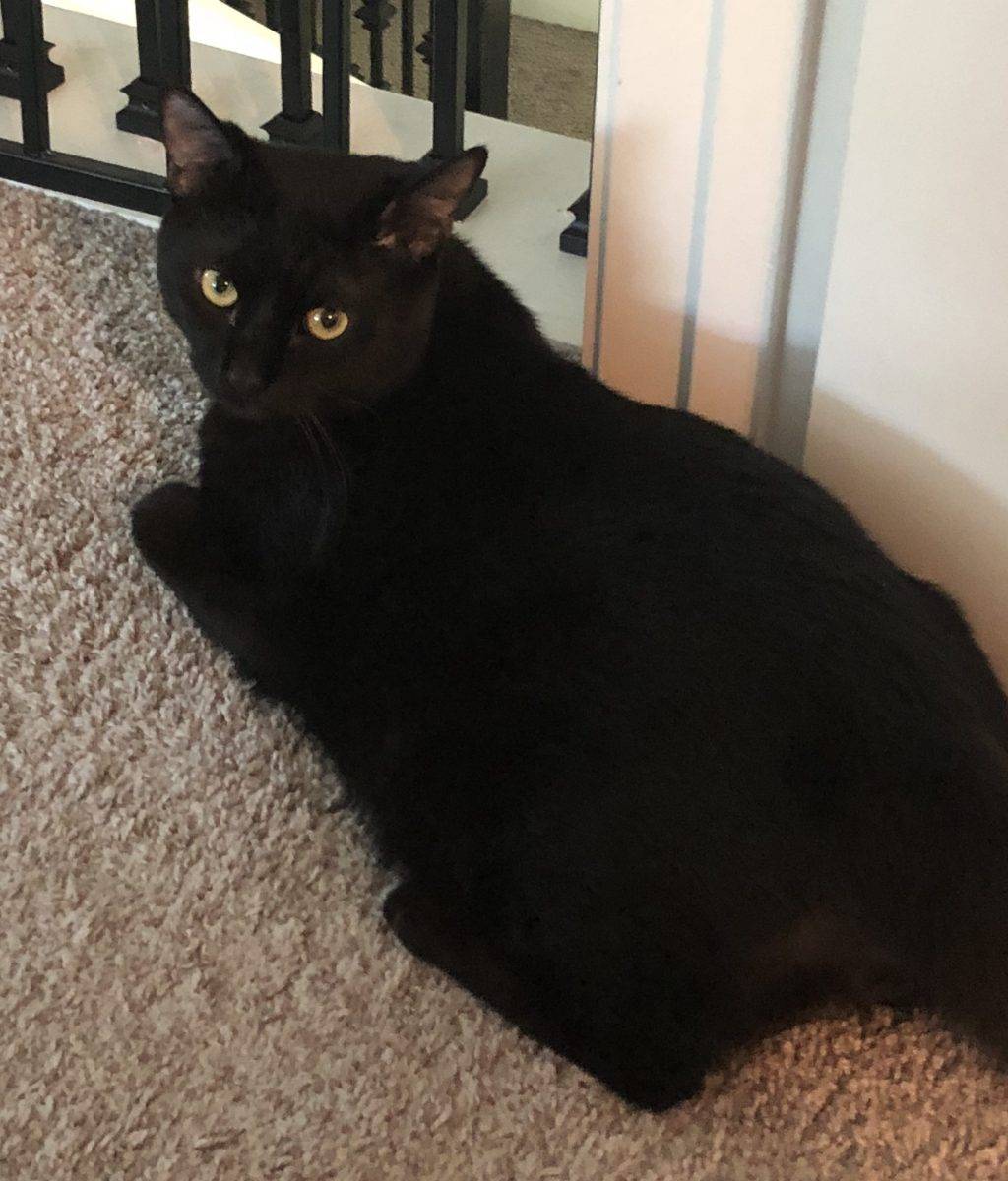 Bombay Mix Cat For Adoption Orlando Florida 1 YO Neutered Male