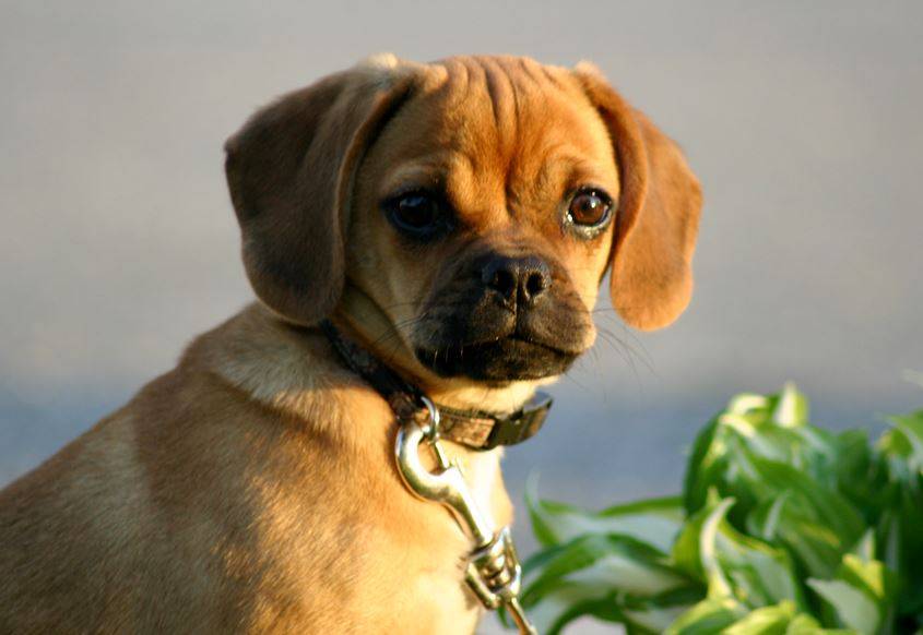 Puggle Rehoming & Adoption Services Rehome or Adopt a Puggle