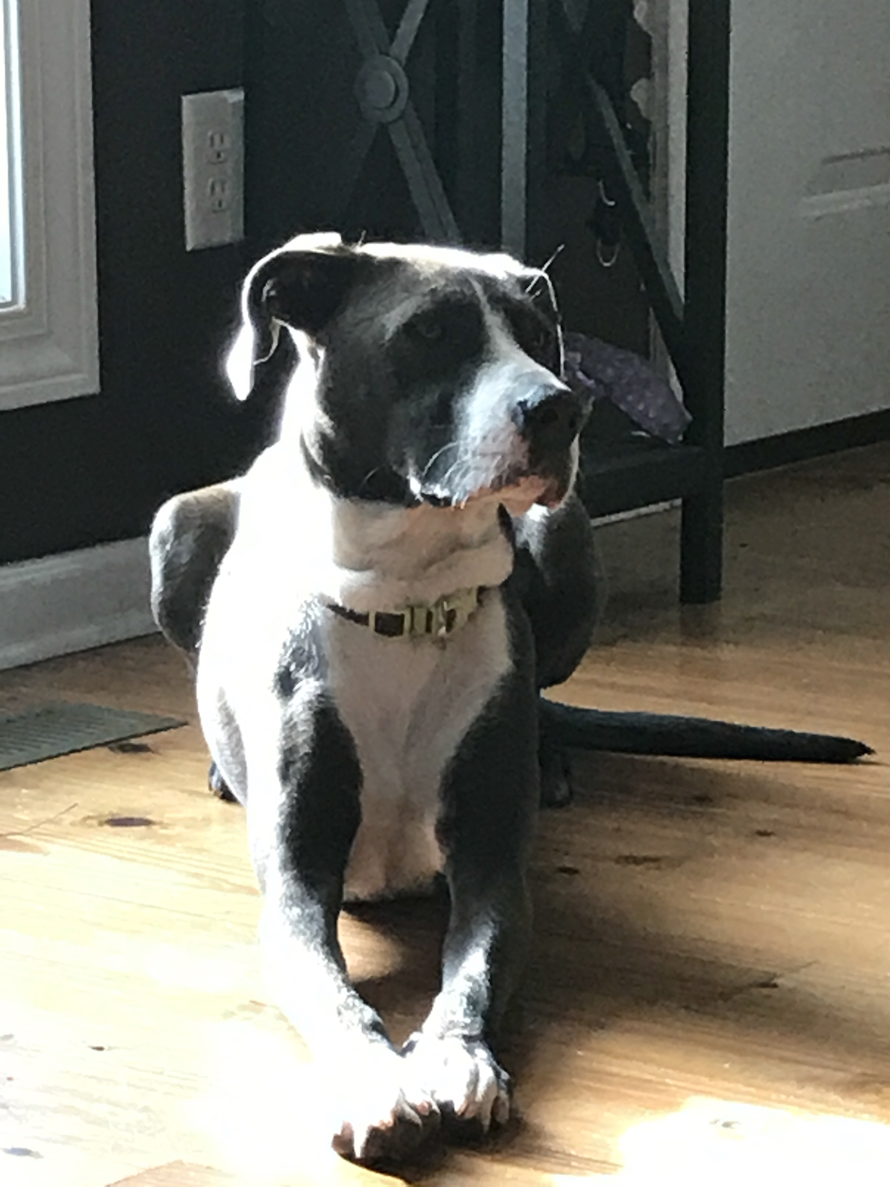 Ava LabradorStaffordshire Terrier Mix dog to Adopt in Athens