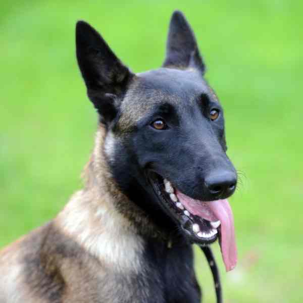 Large Breed Dogs For Adoption Near You Rehome or Adopt a