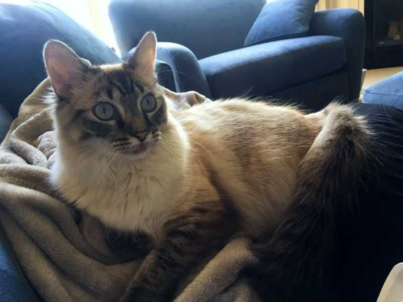 ADOPTED Ragdoll Cat in Stow Ohio All Supplies Included Belle