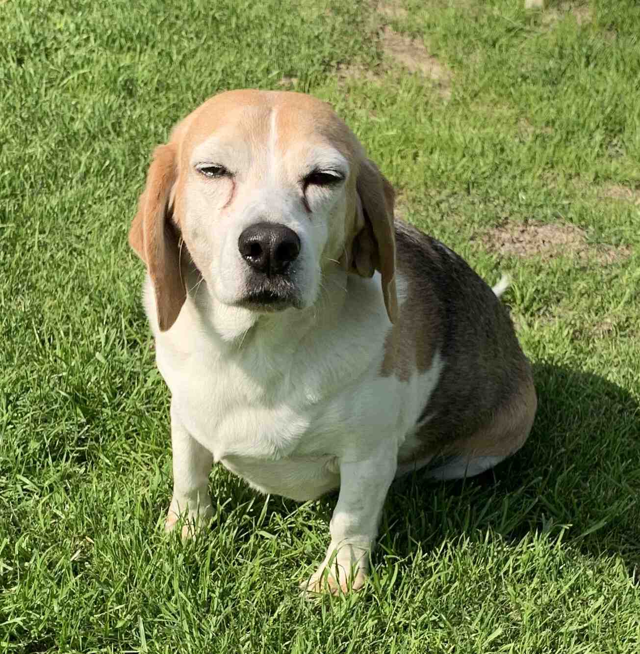Beagle Basset Hound Mix Dog For Adoption Savannah GA Supplies