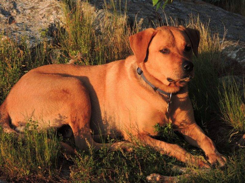 Rhodesian Ridgeback Labrador Retriever Mix Dog For