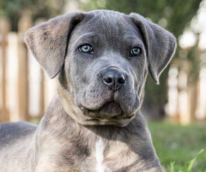 Cane Corsos For Adoption Near You Rehome or Adopt a Cane Corso Dog