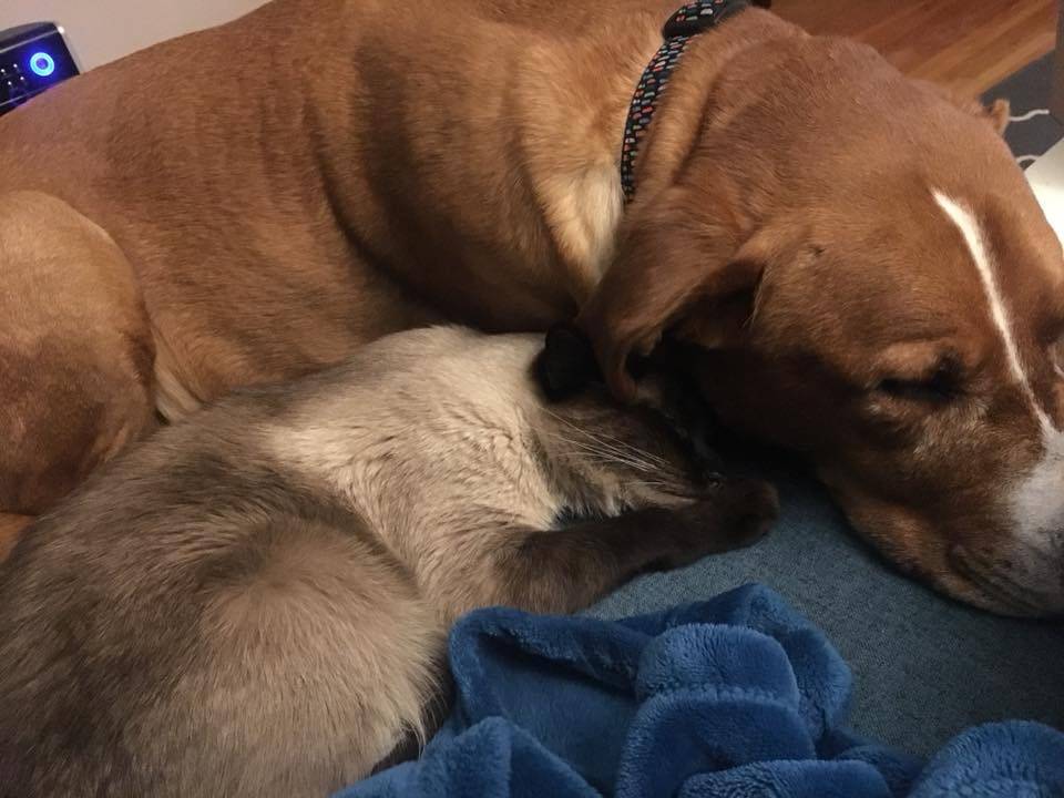 Labrador Retriever Rottweiler Mix Dog For Adoption Calgary AB Adopt