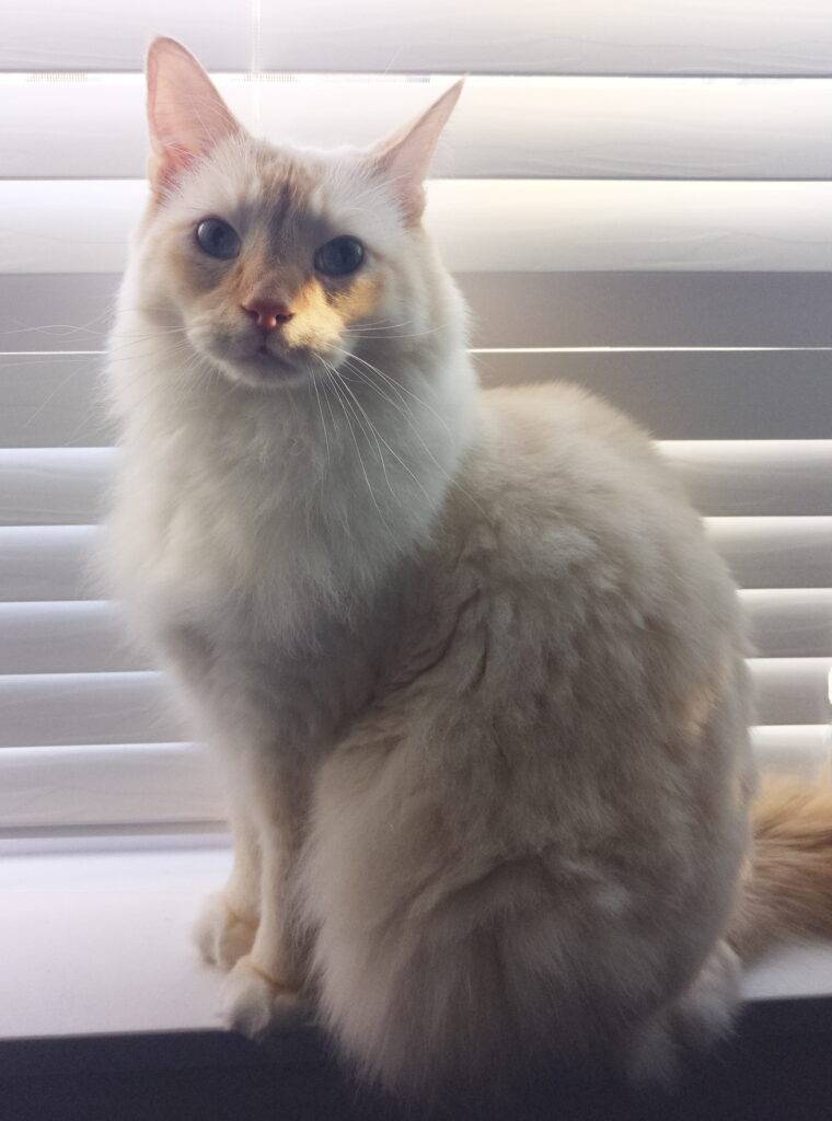 Stunning Longhair Flame Point Siamese Cat for Adoption in Richmond BC
